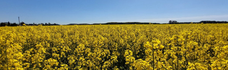 FotoMultiWide1-vinxelbanner