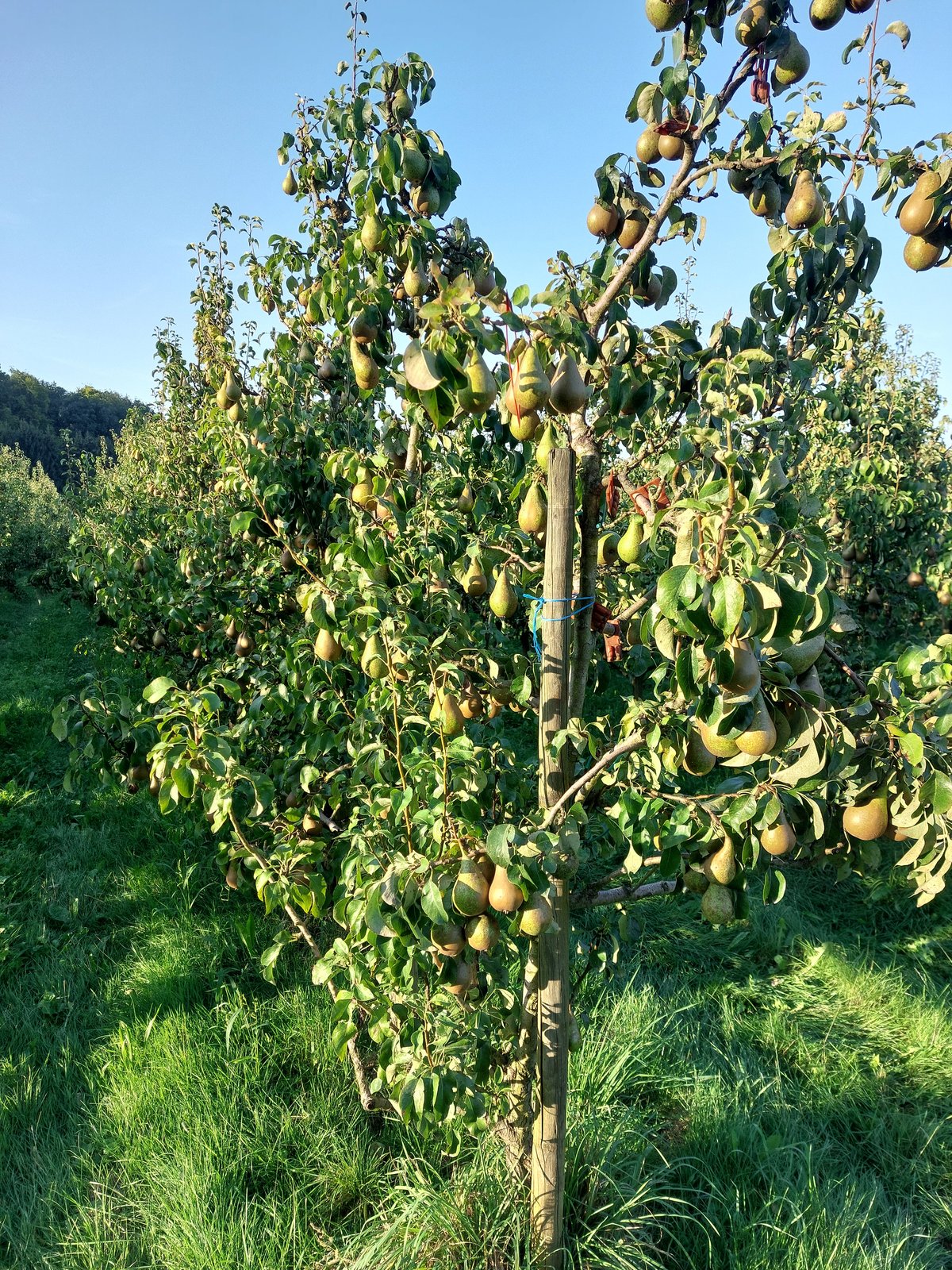 FotoMultiWide1-Friedrichshafen-3