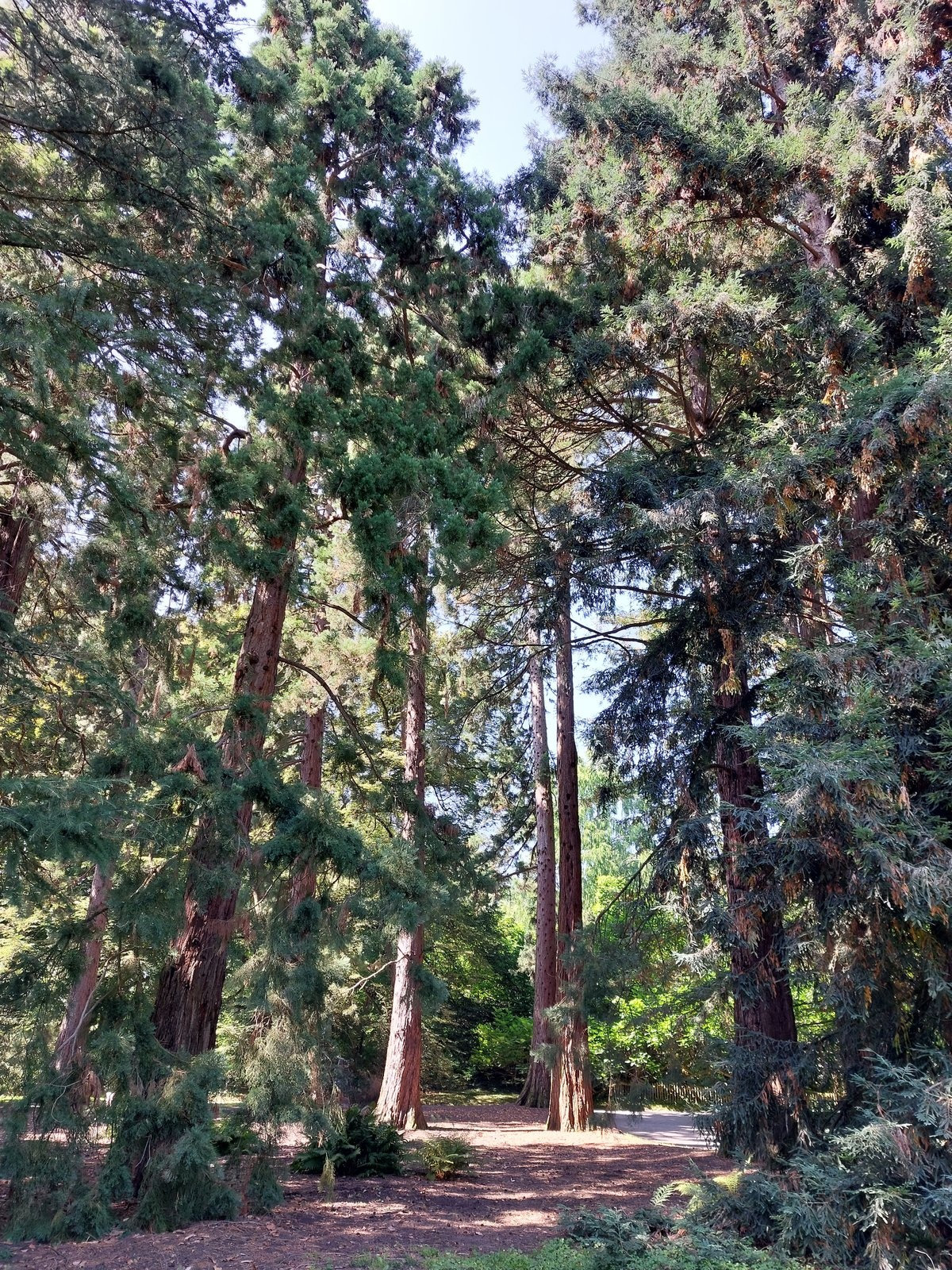 FotoMultiWide1-Mainau-10