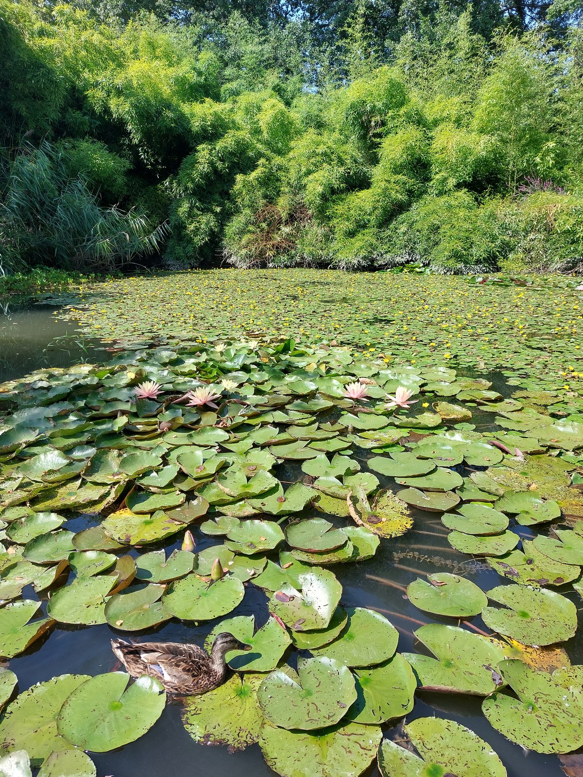 FotoMultiWide1-Mainau-8